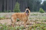 MALINOIS 557